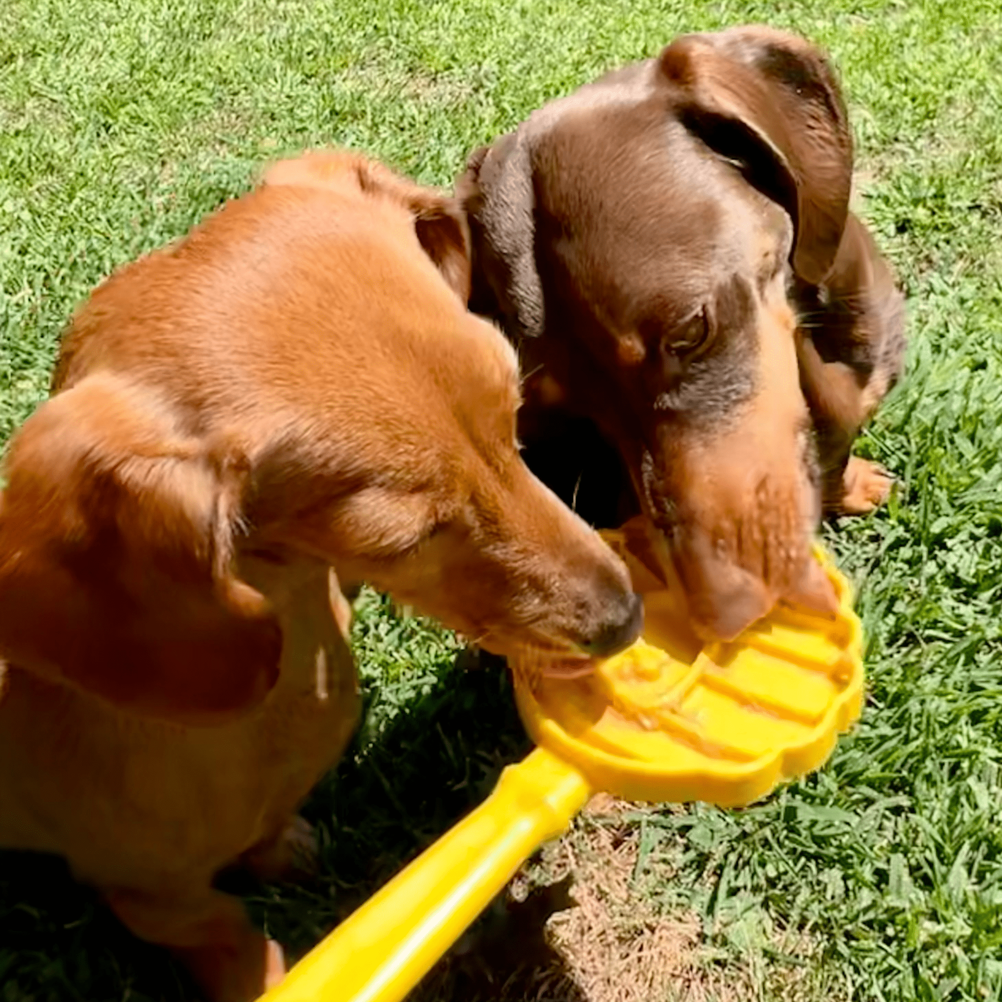 Lick Sticks | Interactive Dog Training Toy
