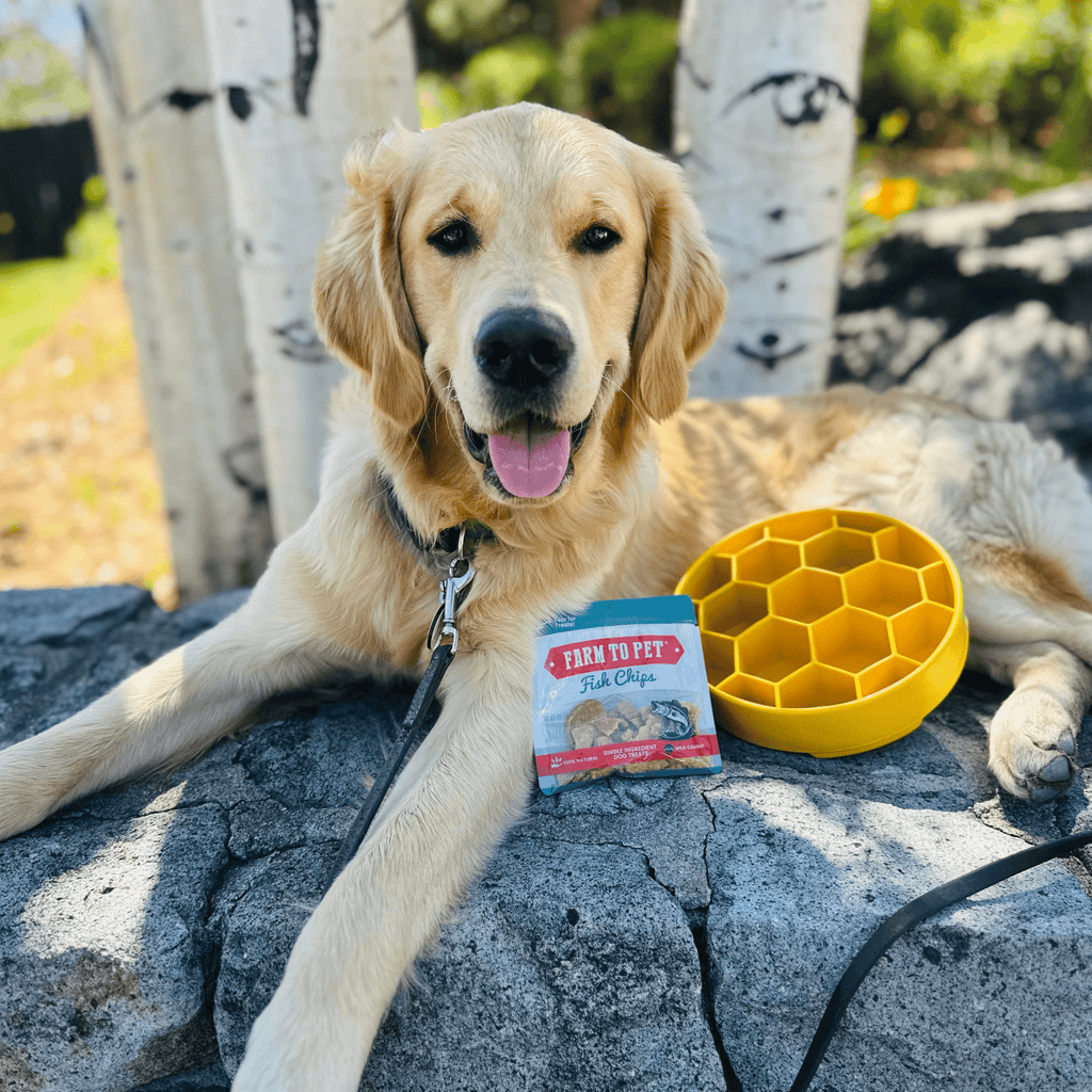 Slow Feeder Dog Bowls